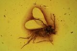 Five Detailed Fossil Flies (Sciaridae) In Baltic Amber #105445-1